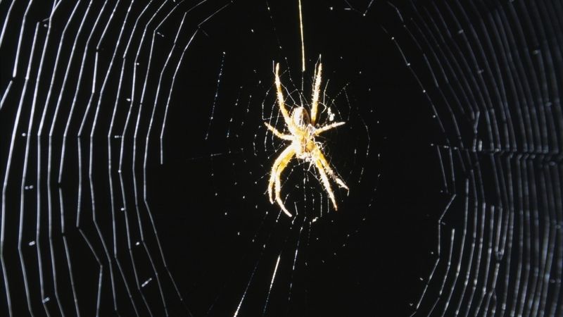 Domácí Pavouci Jsou Neškodní Naučte Se S Nimi žít Apelují Vědci