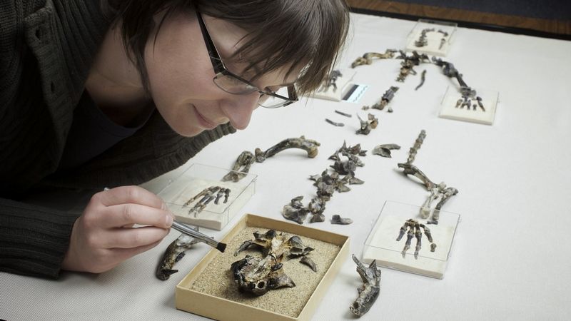 Paleontoložka Natalia Rybczynkiová s kostrou předka tuleně druhu Pujilla darwini.  