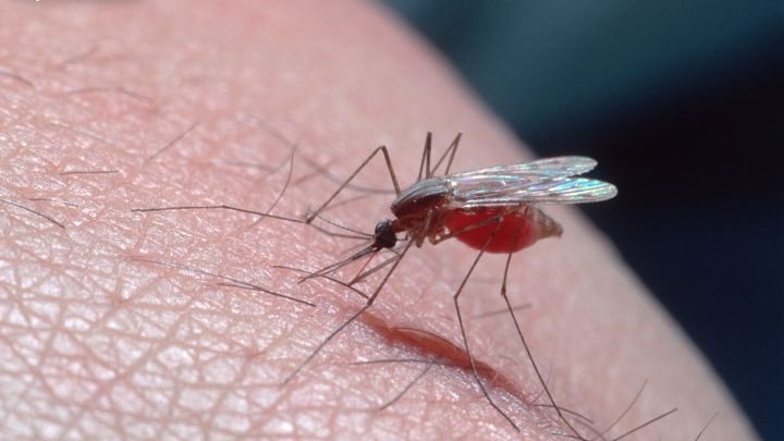 Komáři v ČR nemají jak malárií přenášet. Na fotografii Anopheles atroparvus