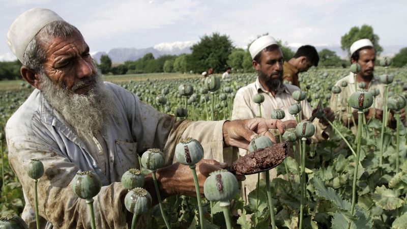 Afghánci sklízející v květnu surové opium 