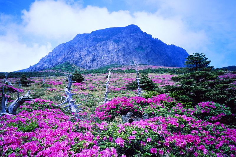 Ostrov Čedžu je od listopadu 2011 jedním ze sedmi přírodních divů světa. 