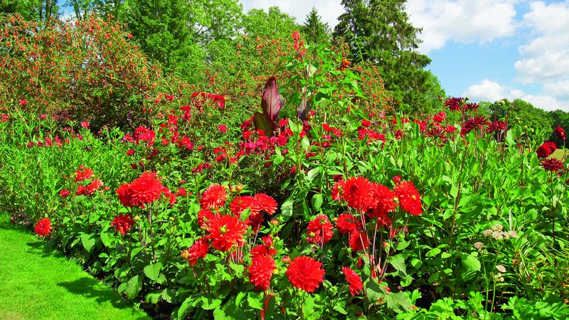 Jiřinky, růže, dosny: neobvyklý, ale úchvatný spolek, který zahradě dodá pořádnou porci energie.