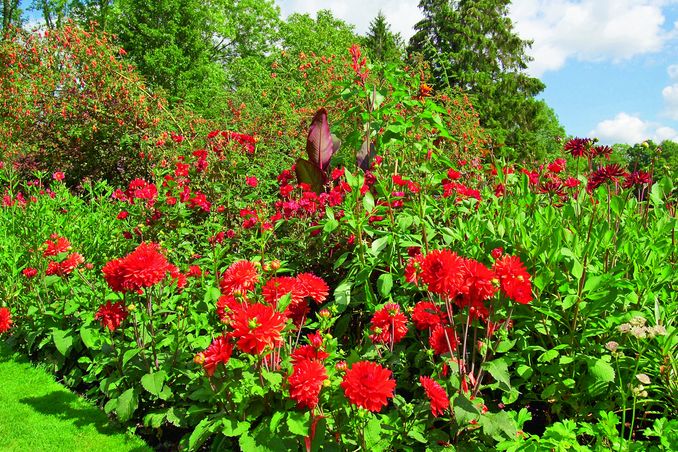 Jiřinky, růže, dosny: neobvyklý, ale úchvatný spolek, který zahradě dodá pořádnou porci energie.