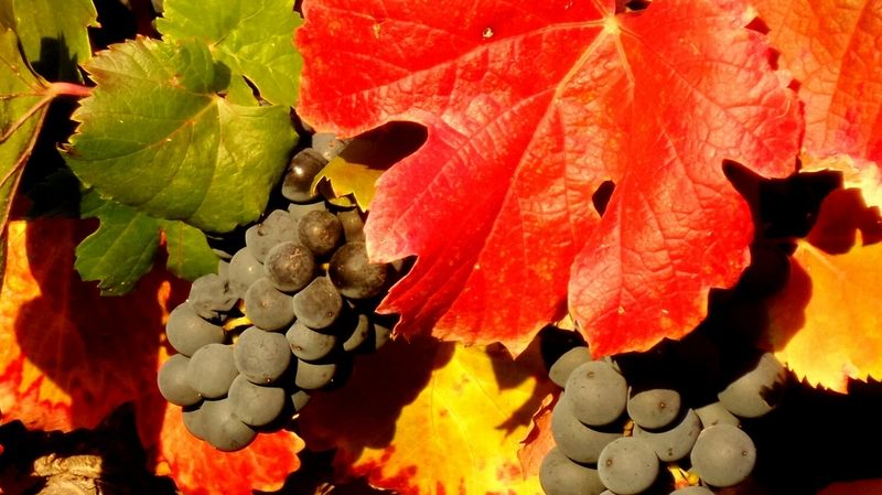 Zatímco na Moravě probíhá vinobraní na podzim, v Argentině sklízejí jejich skvělá vína právě teď.