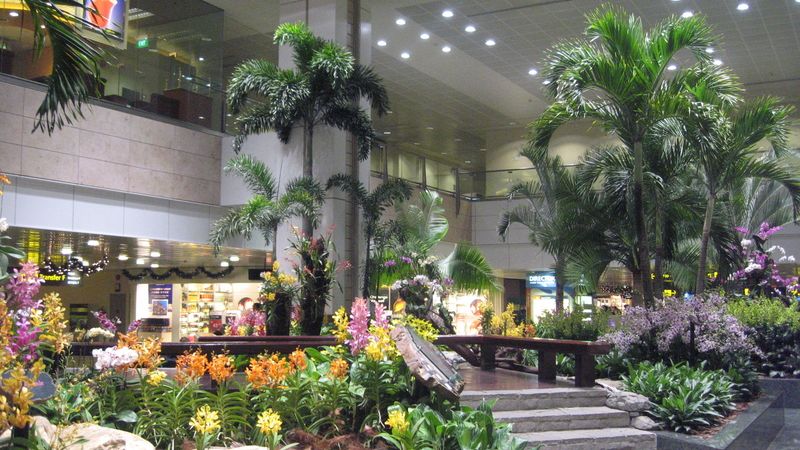 Na letišti Changi se lze procházet zahradou přímo v letištní hale, přímo k ní také zajíždí rychlovlak.