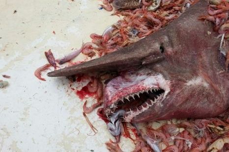 Žralok šotek, kterého chytil Carl Moore u Floridy
