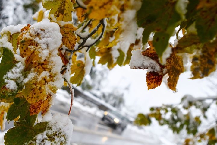 Sněhem pokryté listí v tyrolské vesnici Absam