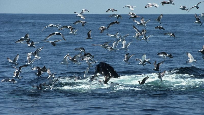 Velryby se u argentinského pobřeží stávají živou hostinou pro přemnožené racky.