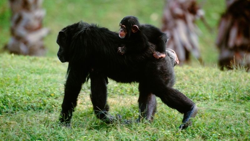 Do výzkumu byli zapojeni šimpanzi učenliví (Pan troglodytes) ve věku od devíti do 54 let. 