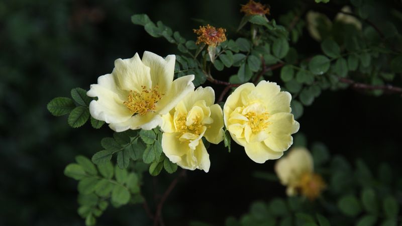 Botanická růže Rosa hugonis ze střední Číny