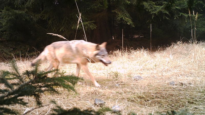 Fotopast zachytila u Břehyně na Českolipsku vlka. 