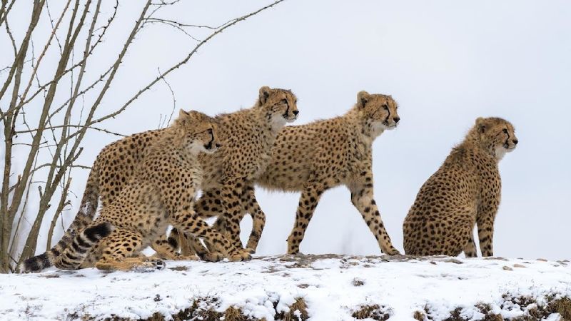 Gepardi jsou sněhem nadšeni