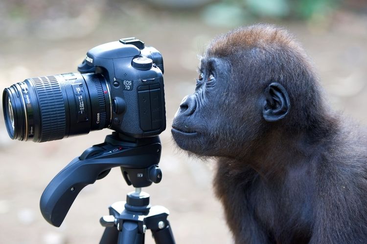 Lucy Ray - vítězná fotka s názvem Fotící opice v kategorii Perfektní moment
