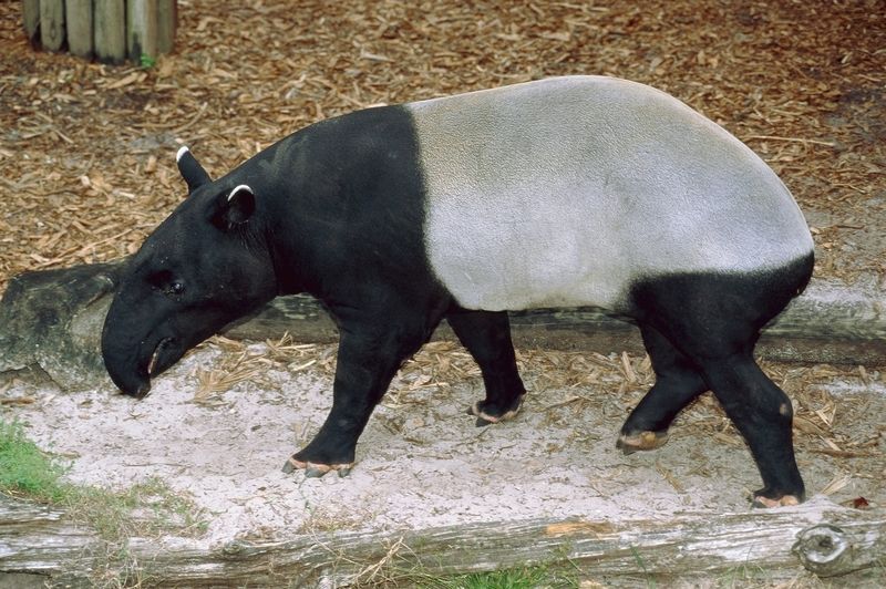 Dvoubarevný tapír čabrakový, někdy také označovaný jako indický