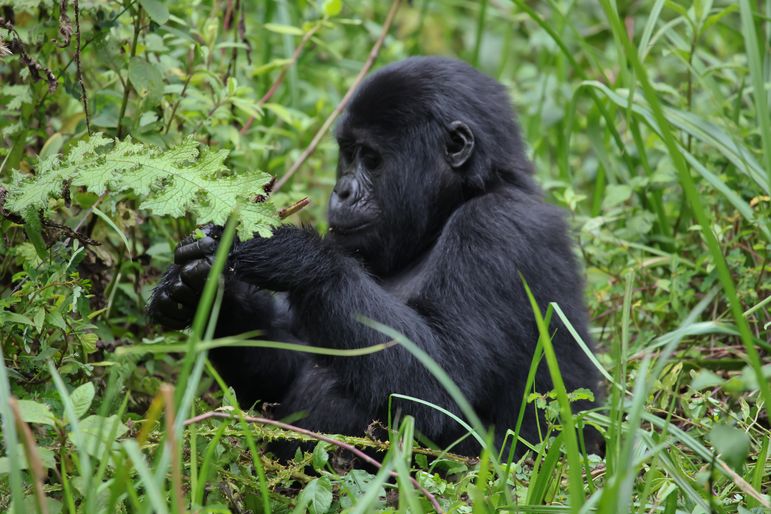 Horských goril žije na celém světě méně než tisícovka. Patří ke kriticky ohroženým druhům.