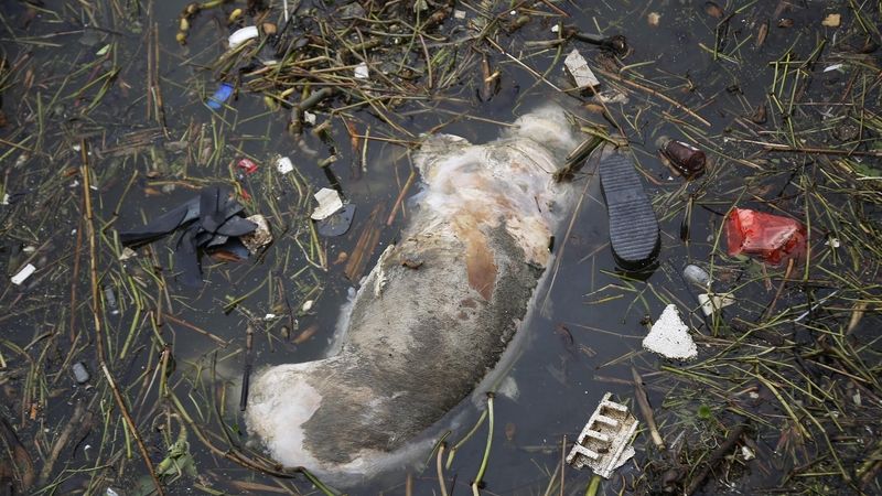 Mrtvé prase v znečištěné řece