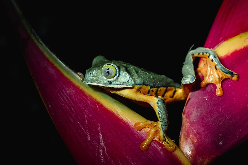 Kostarika je domovem mnoha druhů žab. Některé jsou jedovaté.