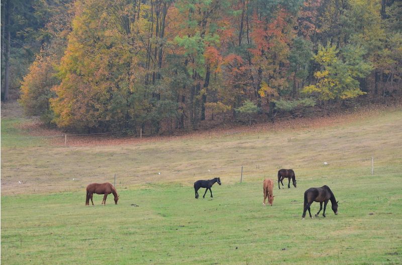 Pasoucí se koně na podzimní louce