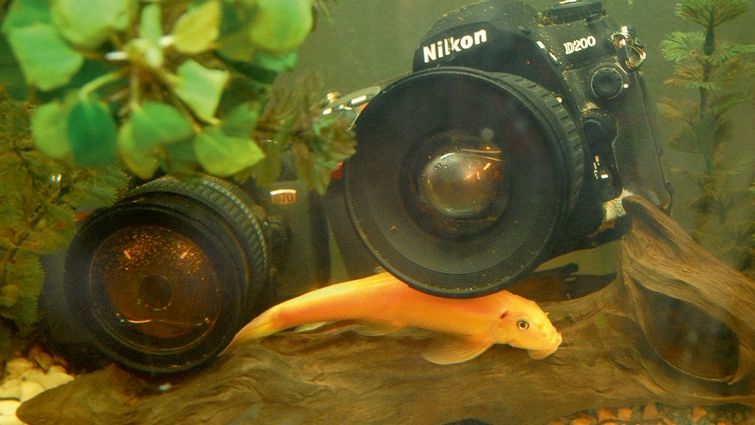 Akvárium s rybičkami a utopenými fotoaparáty je trochu žertem a trochu mementem.