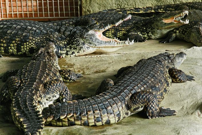Krokodýli z Moravy