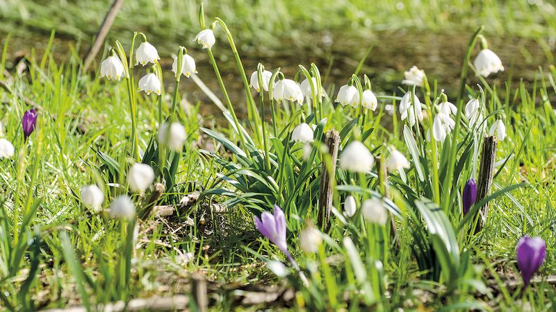 Bledule jarní (Leucojum vernum). Otužilec se širokými zvonci květů vstává časně zjara, ať už kolem raší nová tráva nebo ještě leží sníh.