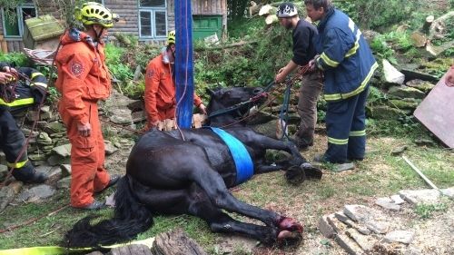 Kůň nebyl vážně zraněn
