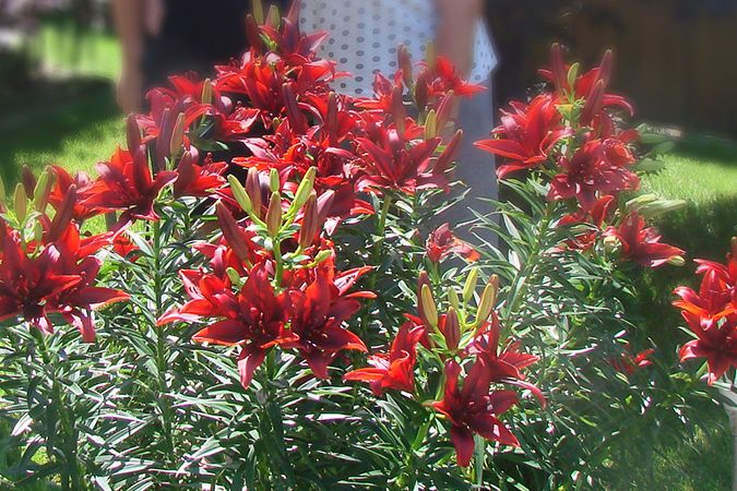 Nádherné sytě červené lilie byly letos hlavní ozdobou zahrádky u domku našeho čtenáře zdeňka.