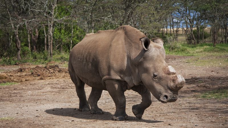 Nosorožec Suni v rezervaci Ol Pejeta v Keni 