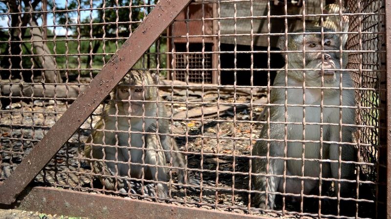 Opice na římské klinice Království zvířat
