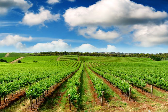 Austrálie, Arménie a Argentina – silná trojka v produkci světově oblíbeného vína.