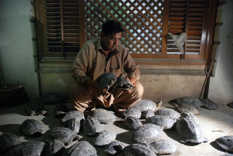 Celník na letišti v Karáčí nad zabavenou zásilkou želv Hamiltonových (Geoclemys hamiltonii), chráněných IUCN.