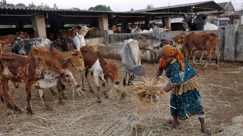 Indka krmí krávy v útulku ve vesnici Aangaon