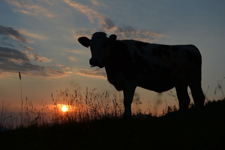 Silueta krávy a rudý západ slunce nedaleko rakouského Salzburgu.