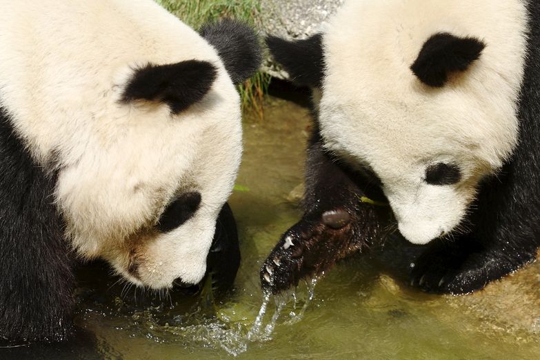 Pandy velké ve vídeňské zoologické zahradě.