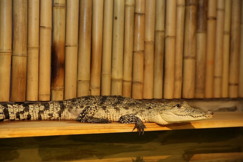 Základem výběru a nákupu krokodýla je oslovit zkušeného chovatele. Ten dokáže se vším nováčkovi poradit a především - nabídnout živočicha získaného legální cestou. Na snímku krokodýl moreletův.