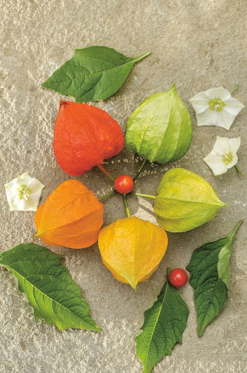 Proměnlivé plody. Čím jsou kalichy starší, tím sytější nosí oranžovou barvu. Stejný odstín mají zralé bobule skrývající se uvnitř.
