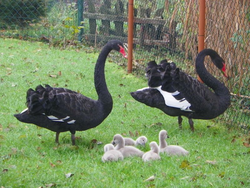 Pár labutí černých s housaty