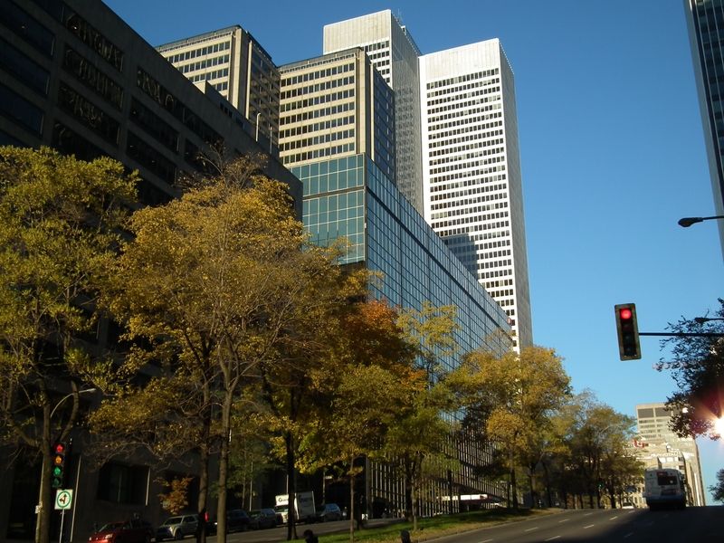 Na mnoha ulicích Montrealu pěstují kanadský národní strom – javor. 