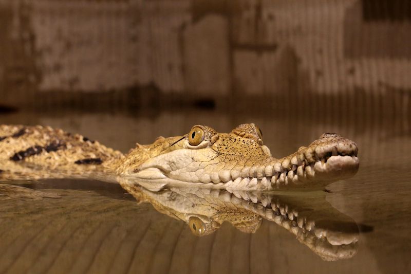 Krokodýli ve skutečnosti žádné velké okrasy do svých akvaterárií nepotřebují. Na čem jsou ale skutečně závislí, je dostatek tepla. Na snímku je krokodýl australský.