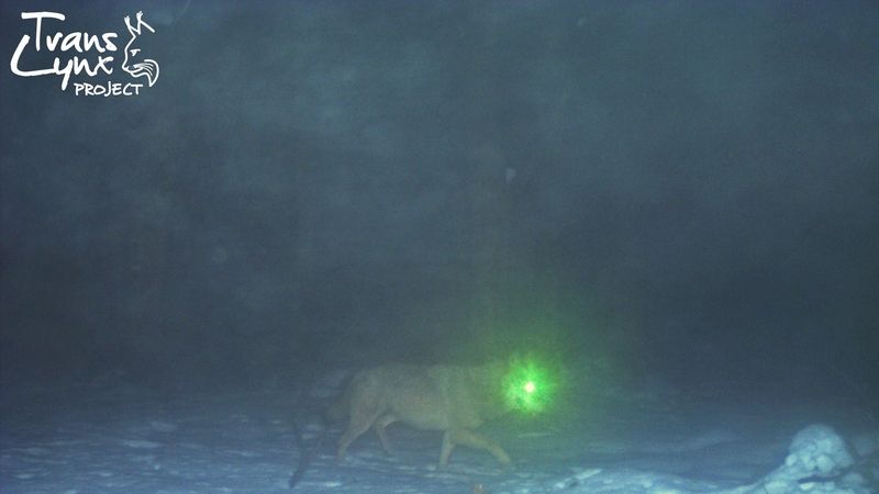Vlk zachycený v rámci projektu Trans-Lynx na Šumavě