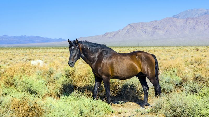 Vidět koně ve volné přírodě není dnes obvyklé. V Údolí smrti to jde.