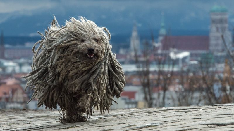  Sedmiletá fena komondora (maďarského ovčáckého psa); ilustrační foto