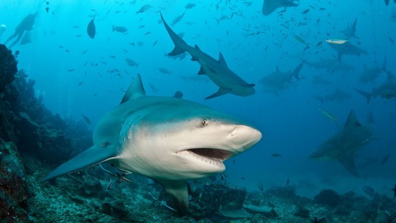 Na Floridě se jednalo v ten den již o třetí žraločí útok (Ilustrační foto).