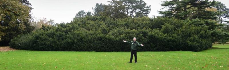 Provozní ředitel panství Shugborough Hall Steve Dodd působí v porovnání se zeleným velikánem jako zahradní trpaslík.