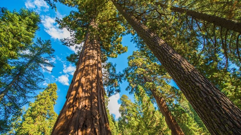 Takhle vypadají mladší sekvoje v Sequoia parku.