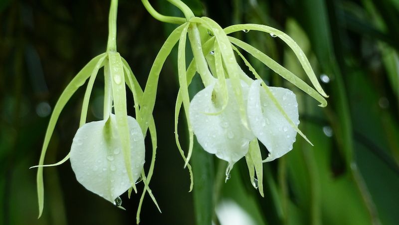 Orchidej Brassavola nodosa je jednou z mnoha drůhu pěstovaných v botanické zahradě Orquideas Moxviquil.