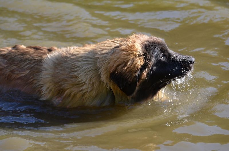 Přehřátí psa v letních parnech může pomoci zabránit i možnost koupele.
