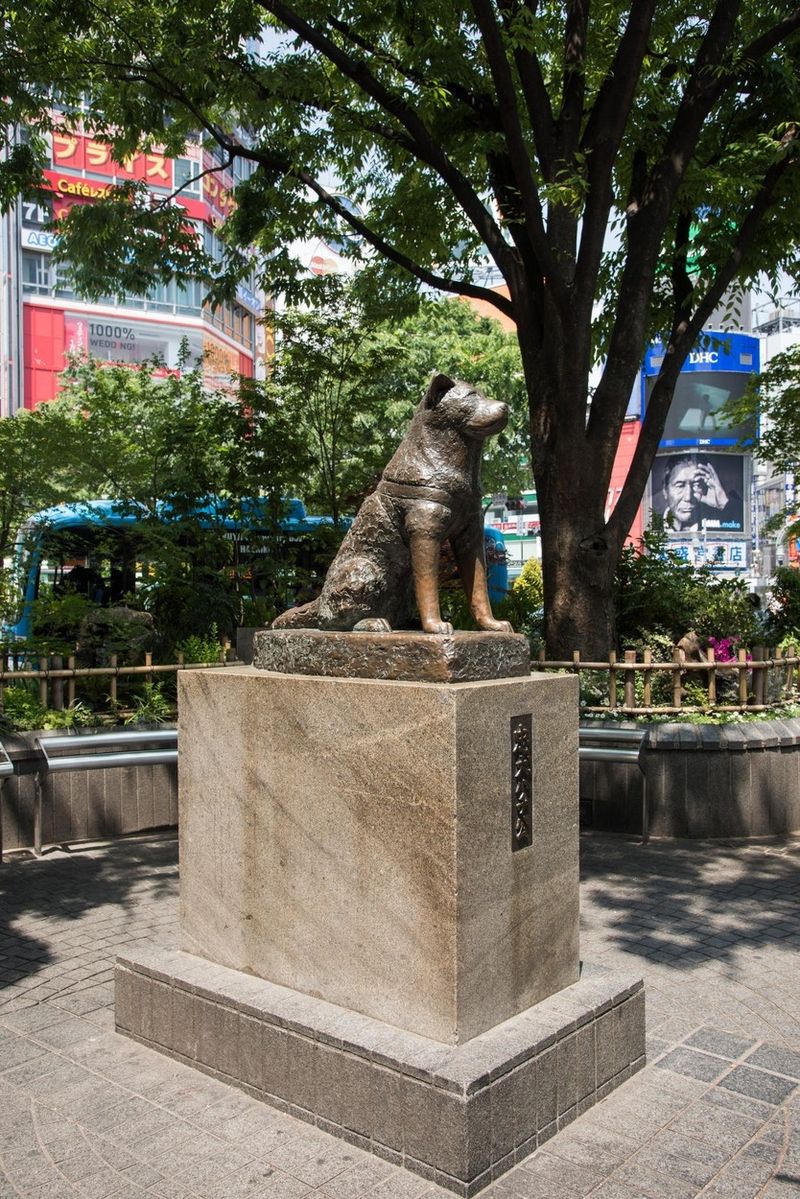 Věrnému Hačikovi vztyčili sochu na nádraží Šibuja, kde devět let každý večer čekával, jestli se jeho pán nevrátí.