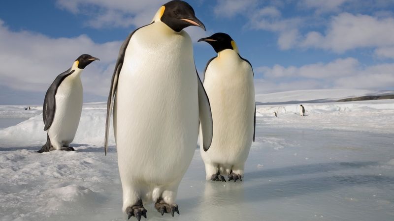 Samičky tučňáků nabízejí občas páření samečkovi, který nese kamínek potřebný k vybudování hnízda.