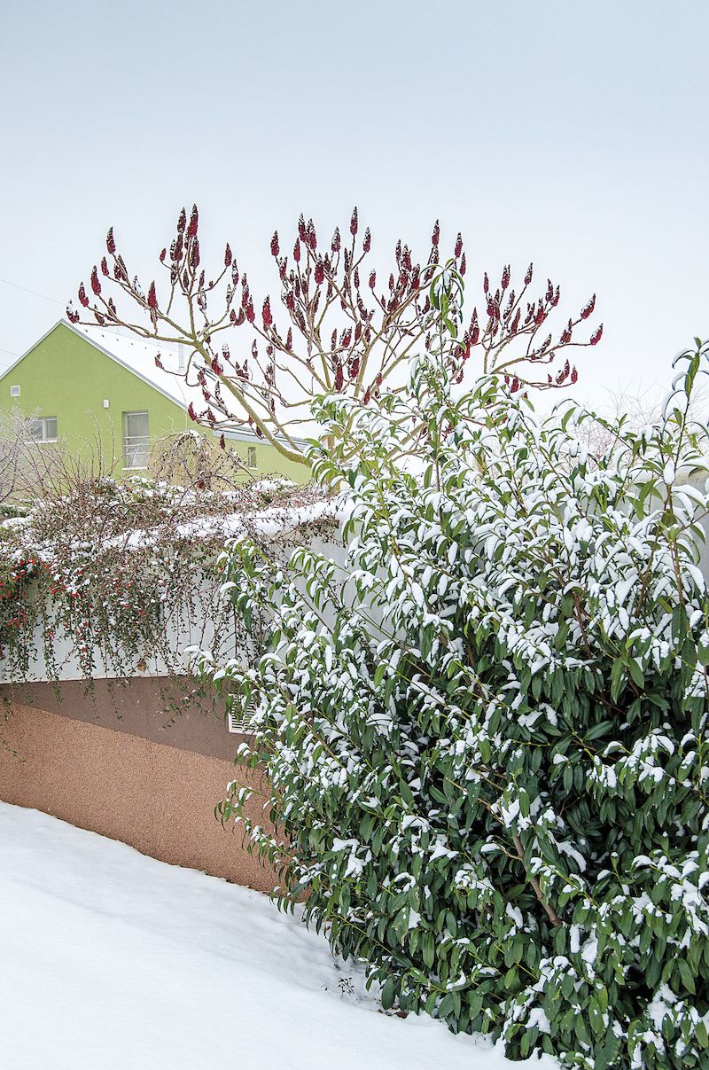 Zima není jen bílá. Škumpa pyšně předvádí hojnost rudých plodenství. Pod ní se zelená sbírka neopadavých skalníků (Cotoneaster).